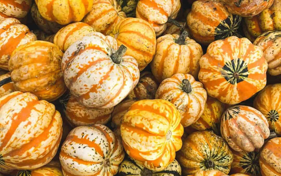 The Best Central California Pumpkin Patches & Corn Mazes 2022