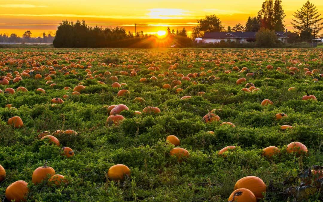 The Best Central & Northern CA Pumpkin Patches & Corn Mazes 2023